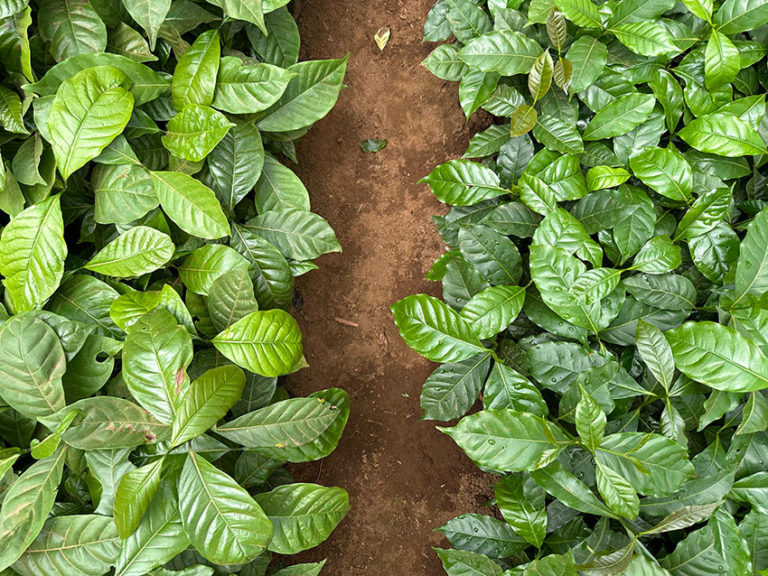 Ein Weg zwischen vielen Blättern am Boden von oben fotografiert.